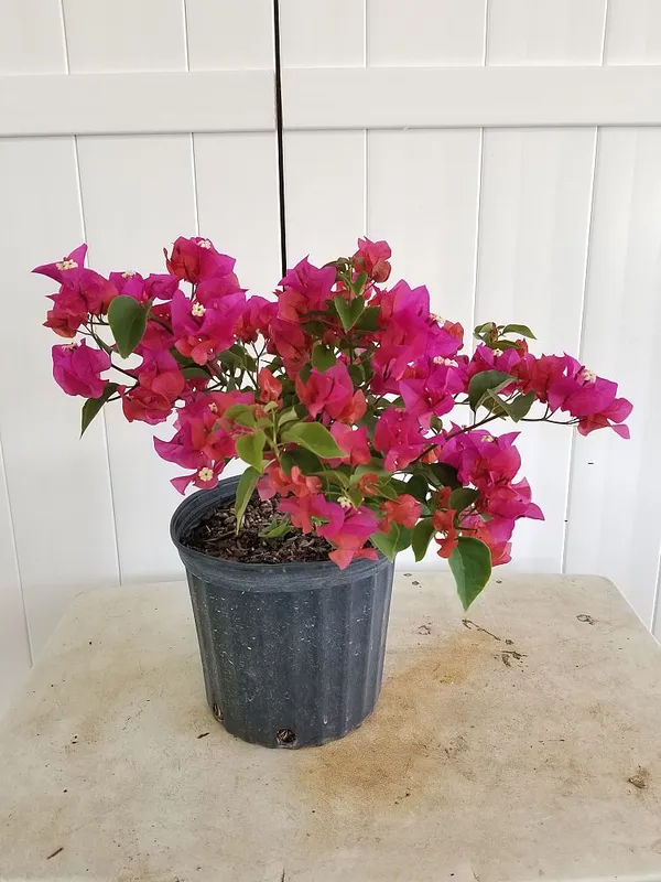 Color_Changing_Bougainvillea_Flower_Plant_&_Tree_(1.5-3.5_Ft_Height)_For_Home_Decor/Shrub/Garden_(Hybrid,_Pack_Of_1)