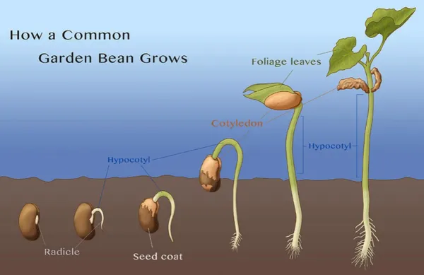 Cowpea_(Lobia_Beans)_Highly_Benefited_Seeds_-_200_gms_For_Home_Garden,_Pack_Of_1