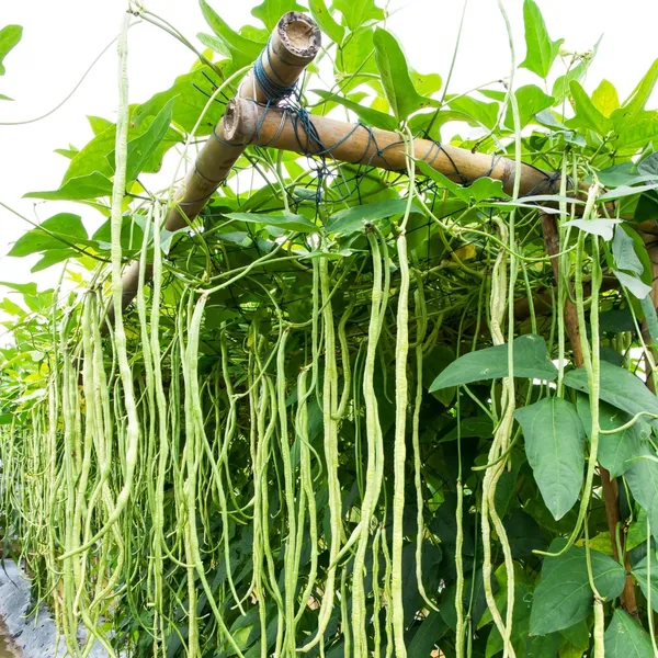 Cowpea_(Lobia_Beans)_Highly_Benefited_Seeds_-_200_gms_For_Home_Garden,_Pack_Of_1