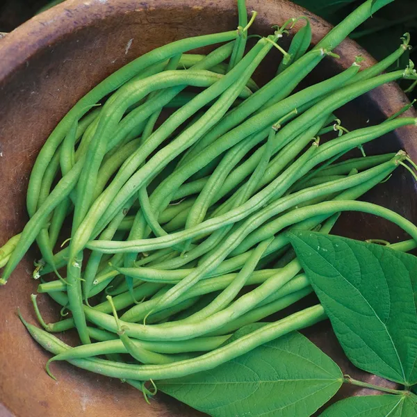 Cowpea_(Lobia_Beans)_Highly_Benefited_Seeds_-_200_gms_For_Home_Garden,_Pack_Of_1