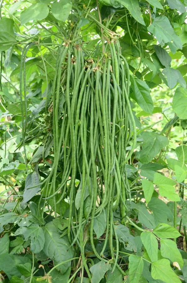 Cowpea_(Lobia_Beans)_Highly_Benefited_Seeds_-_200_gms_For_Home_Garden,_Pack_Of_1