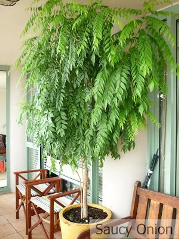 Curry_Lafe_Plant