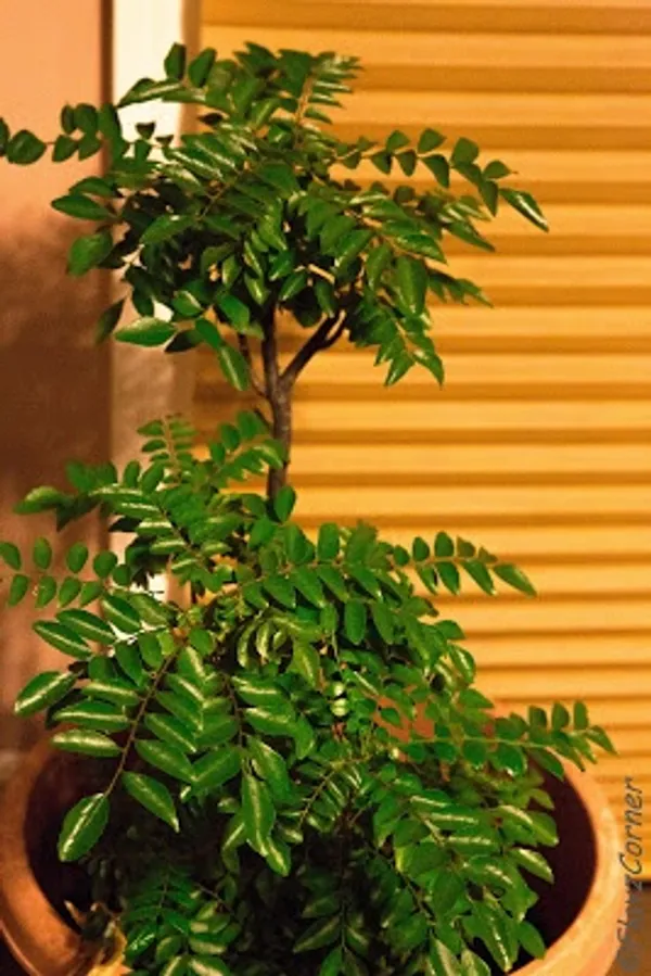 Curry_Lafe_Plant