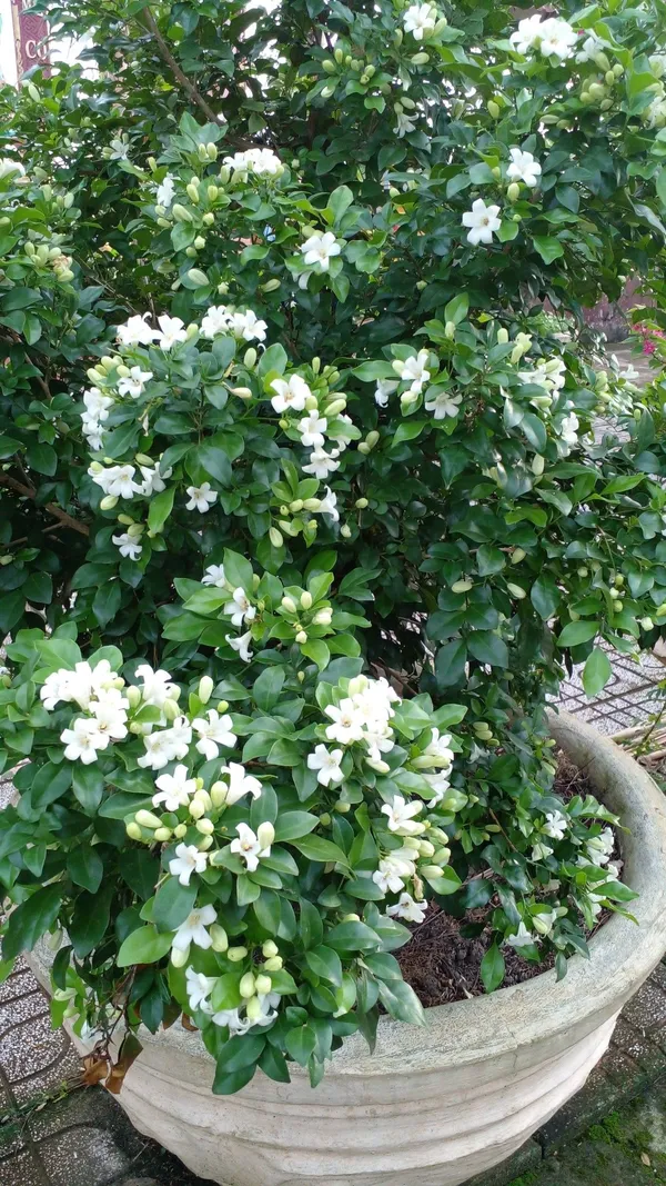 Madhu_Kamini_Flowering_Live_Plant_&_Tree_For_Shrub/Bush/Home_Garden_Decor_(1.5-3.5_Ft_Height)_Pack_Of_1