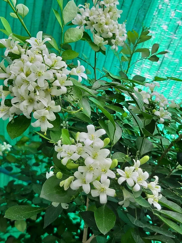 Madhu_Kamini_Flowering_Live_Plant_&_Tree_For_Shrub/Bush/Home_Garden_Decor_(1.5-3.5_Ft_Height)_Pack_Of_1