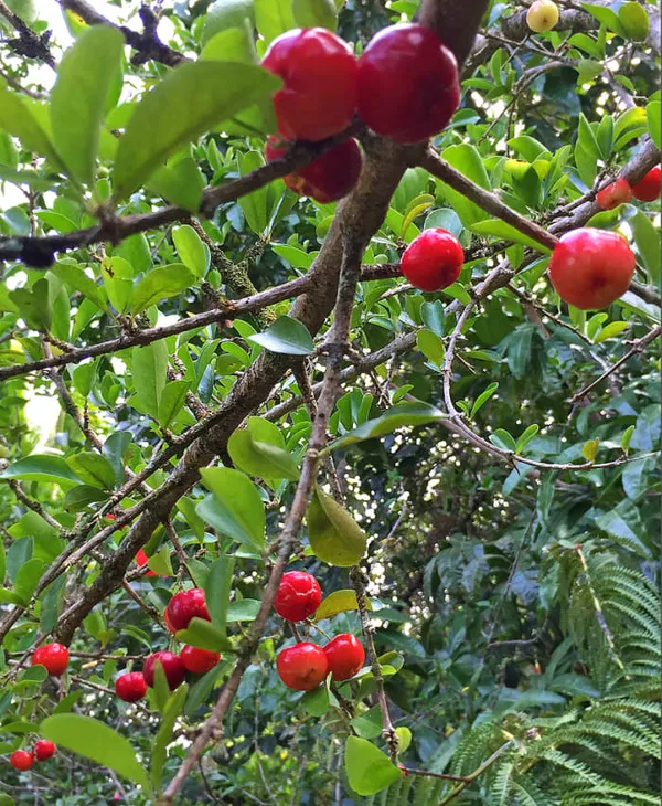 Delicious_Barbados_Cherry_Easy_To_Care_Live_Fruit_Plant_&_Tree_For_Home_Garden,_Pack_Of_1