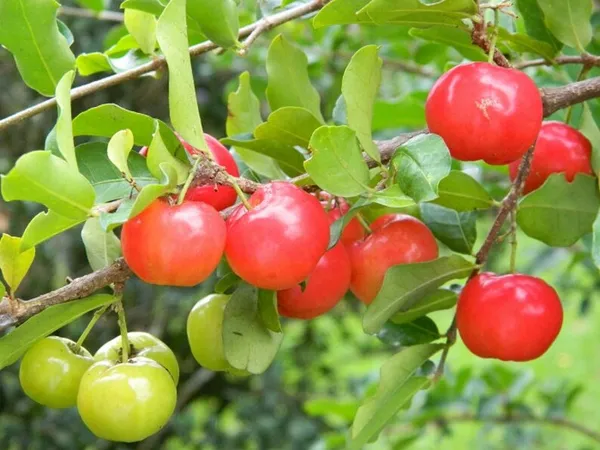 Delicious_Barbados_Cherry_Easy_To_Care_Live_Fruit_Plant_&_Tree_For_Home_Garden,_Pack_Of_1