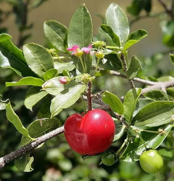 Delicious_Barbados_Cherry_Easy_To_Care_Live_Fruit_Plant_&_Tree_For_Home_Garden,_Pack_Of_1