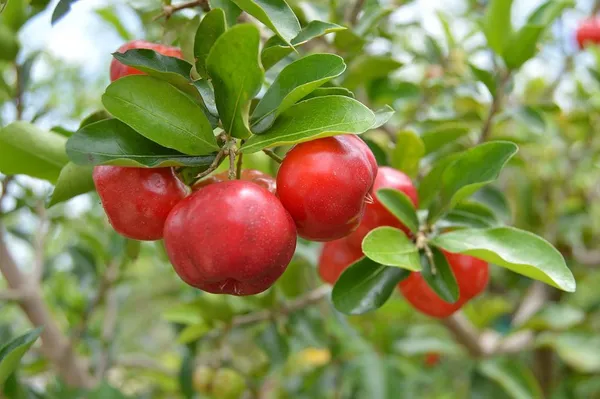 Delicious_Barbados_Cherry_Easy_To_Care_Live_Fruit_Plant_&_Tree_For_Home_Garden,_Pack_Of_1