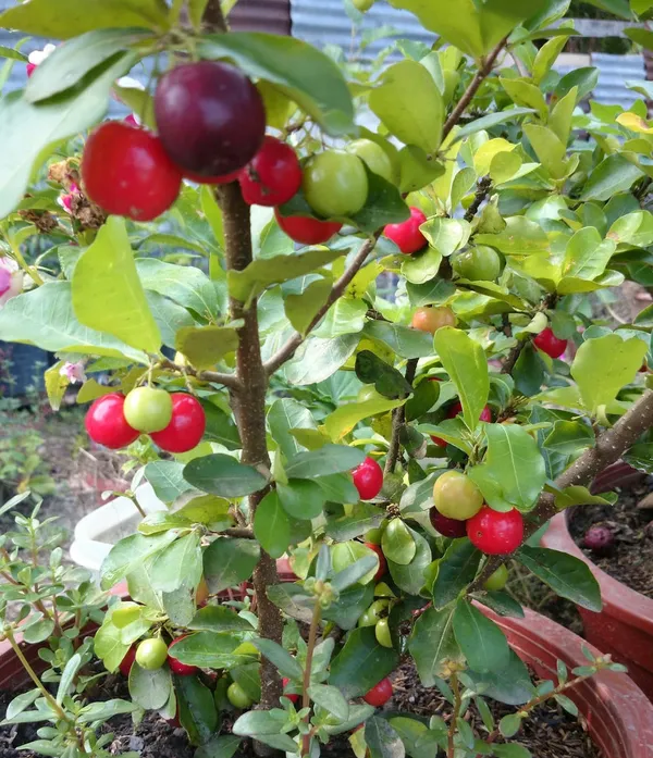Delicious_Barbados_Cherry_Easy_To_Care_Live_Fruit_Plant_&_Tree_For_Home_Garden,_Pack_Of_1
