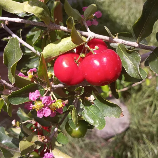 Delicious_Barbados_Cherry_Easy_To_Care_Live_Fruit_Plant_&_Tree_For_Home_Garden,_Pack_Of_1