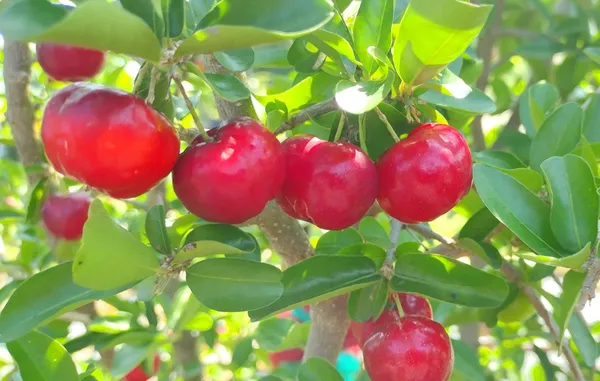 Delicious_Barbados_Cherry_Easy_To_Care_Live_Fruit_Plant_&_Tree_For_Home_Garden,_Pack_Of_1