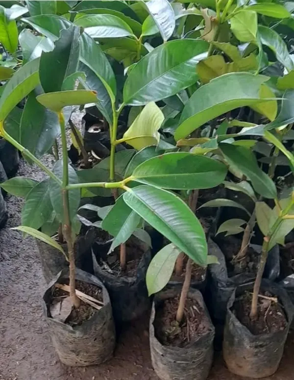 Delicious_Mangosteen_Rare_Fruit_Plant_&_Tree_For_Home_Garden_(1.5-3.5_Ft_Height)_Pack_Of_1