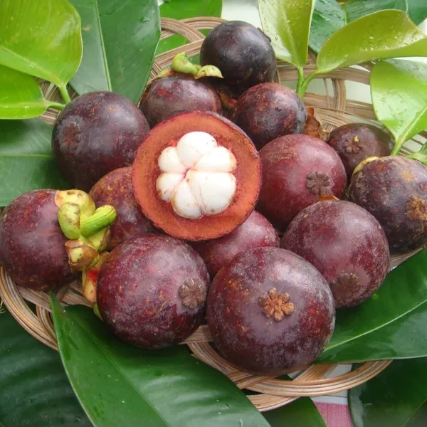 Delicious_Mangosteen_Rare_Fruit_Plant_&_Tree_For_Home_Garden_(1.5-3.5_Ft_Height)_Pack_Of_1
