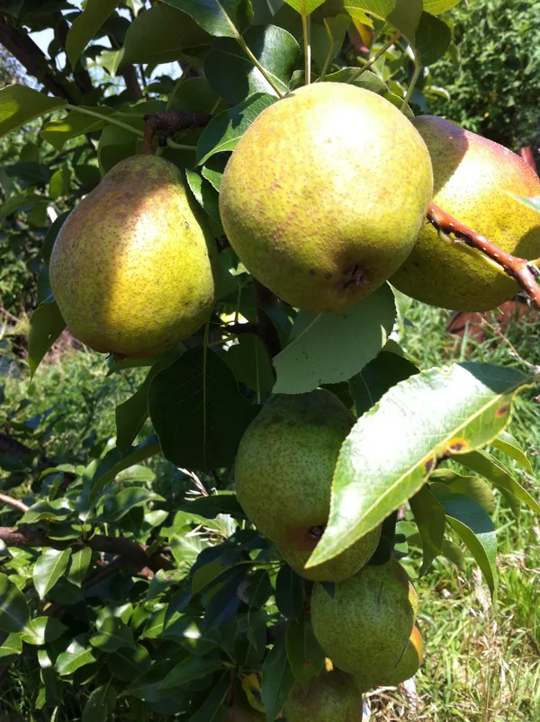 Delicious_Pear/Nashpati_Live_Fruit_Plant_(Hybrid,_Pack_Of_1)