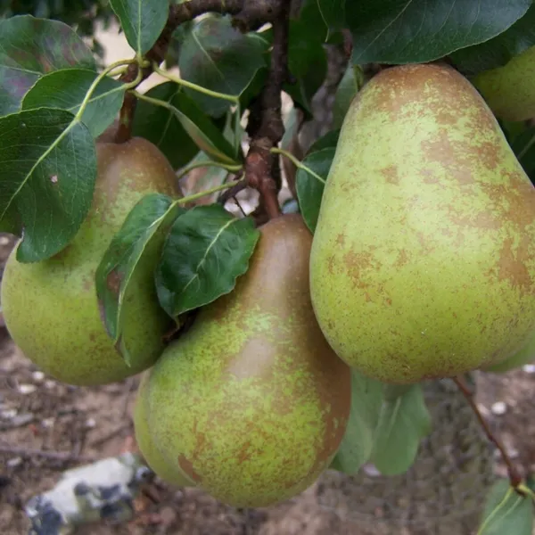 Delicious_Pear/Nashpati_Live_Fruit_Plant_(Hybrid,_Pack_Of_1)