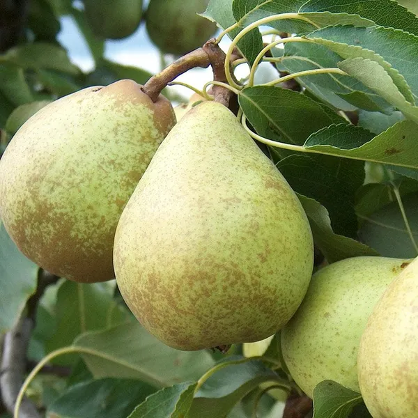 Delicious_Pear/Nashpati_Live_Fruit_Plant_(Hybrid,_Pack_Of_1)