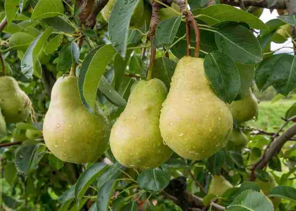 Delicious_Pear/Nashpati_Live_Fruit_Plant_(Hybrid,_Pack_Of_1)