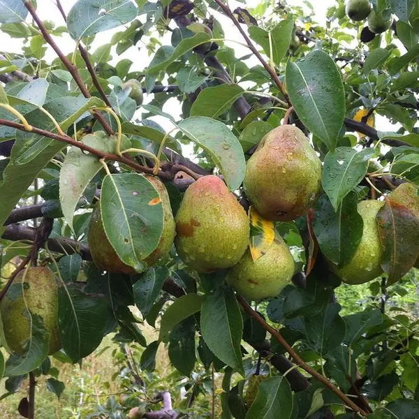 Delicious_Pear/Nashpati_Live_Fruit_Plant_(Hybrid,_Pack_Of_1)