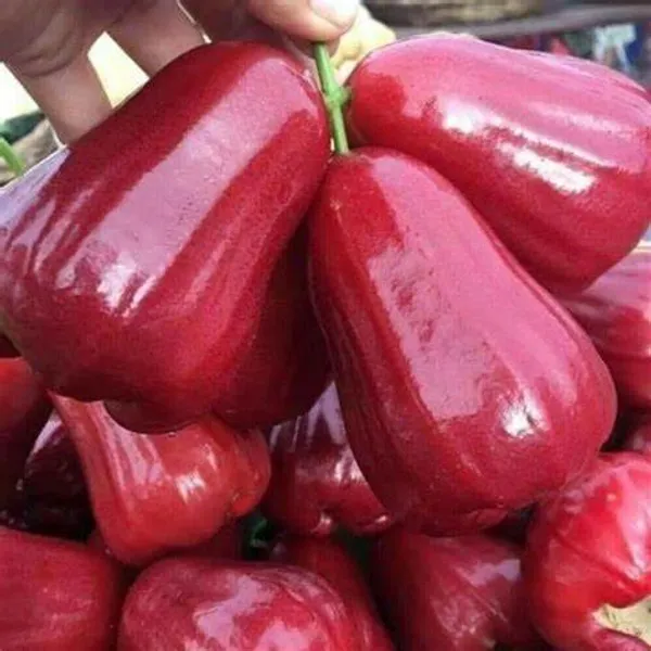Delicious_Red_Wax_Apple/Jambul/Water_Apple_Live_Fruit_Plant_&_Tree_For_Home_Garden_(1.5-3.5_Ft_Height)_Pack_Of_1