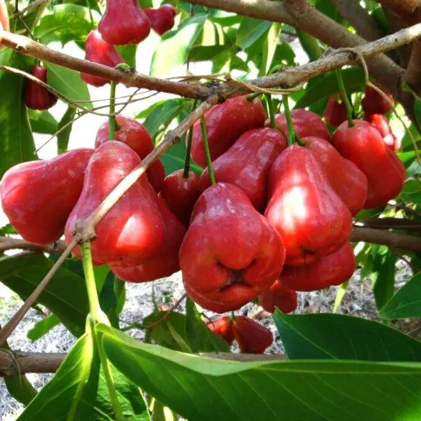 Delicious_Red_Wax_Apple/Jambul/Water_Apple_Live_Fruit_Plant_&_Tree_For_Home_Garden_(1.5-3.5_Ft_Height)_Pack_Of_1