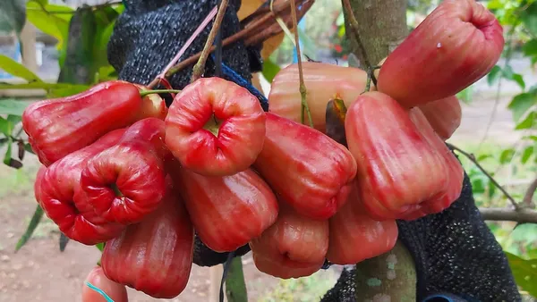 Delicious_Red_Wax_Apple/Jambul/Water_Apple_Live_Fruit_Plant_&_Tree_For_Home_Garden_(1.5-3.5_Ft_Height)_Pack_Of_1