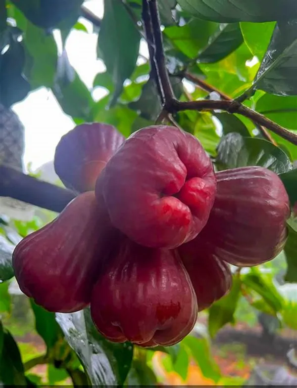 Delicious_Red_Wax_Apple/Jambul/Water_Apple_Live_Fruit_Plant_&_Tree_For_Home_Garden_(1.5-3.5_Ft_Height)_Pack_Of_1