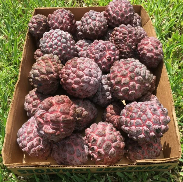 Delicious_Smooth_Texture_Red_Custard_Fruit_Plant_&_Tree_(1.5-3.5_Ft_Height)_Pack_Of_1
