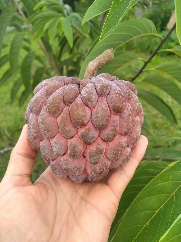 Delicious_Smooth_Texture_Red_Custard_Fruit_Plant_&_Tree_(1.5-3.5_Ft_Height)_Pack_Of_1