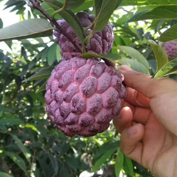 Delicious_Smooth_Texture_Red_Custard_Fruit_Plant_&_Tree_(1.5-3.5_Ft_Height)_Pack_Of_1