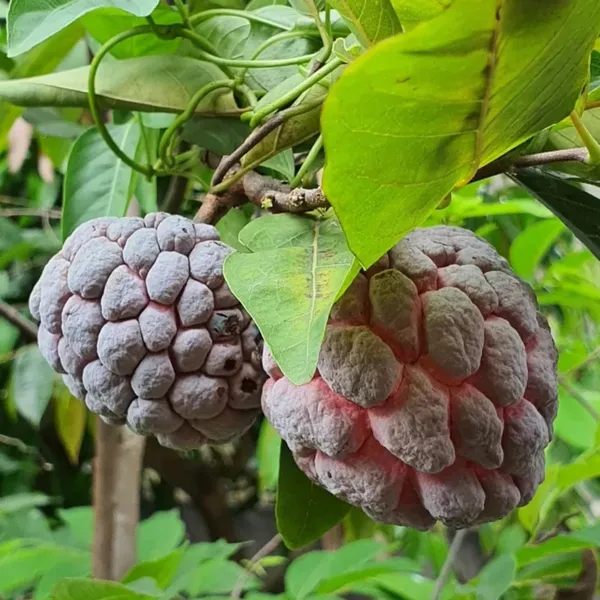 Delicious_Smooth_Texture_Red_Custard_Fruit_Plant_&_Tree_(1.5-3.5_Ft_Height)_Pack_Of_1