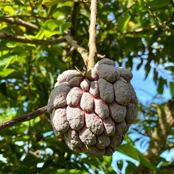 Delicious_Smooth_Texture_Red_Custard_Fruit_Plant_&_Tree_(1.5-3.5_Ft_Height)_Pack_Of_1