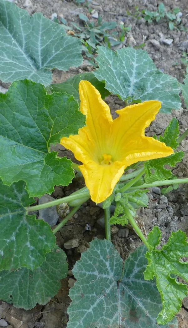 Delicious_&_Hybrid_Pumkin_Seeds_-_200_gms_For_Home_Garden_(Pack_Of_1)