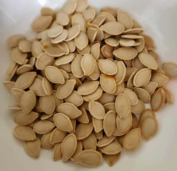 Delicious_&_Hybrid_Pumkin_Seeds_-_200_gms_For_Home_Garden_(Pack_Of_1)