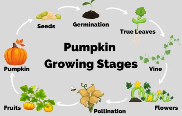 Delicious_&_Hybrid_Pumkin_Seeds_-_200_gms_For_Home_Garden_(Pack_Of_1)