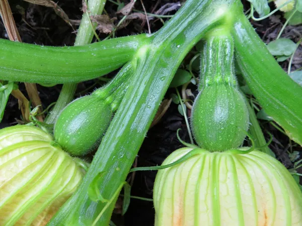 Delicious_&_Hybrid_Pumkin_Seeds_-_200_gms_For_Home_Garden_(Pack_Of_1)