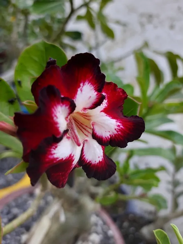 Desert_Rose_Adenium_Bicolor_Flower_Plant_&_Tree_(Pack_Of_1)