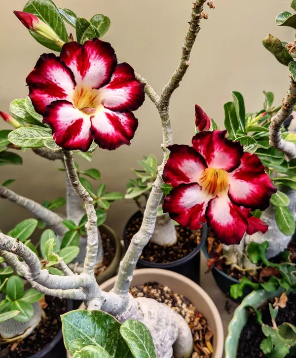 Desert_Rose_Adenium_Bicolor_Flower_Plant_&_Tree_(Pack_Of_1)
