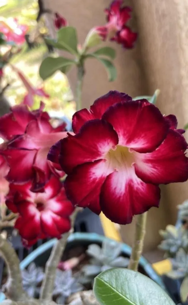 Desert_Rose_Adenium_Bicolor_Flower_Plant_&_Tree_(Pack_Of_1)