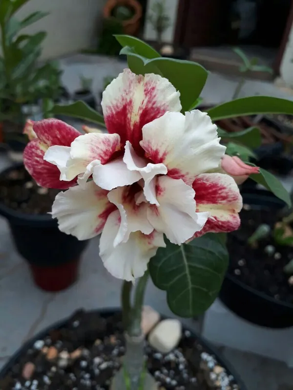 Desert_Rose_Adenium_Flower_Plant_&_Tree_For_Home_Garden,_Pack_Of_1