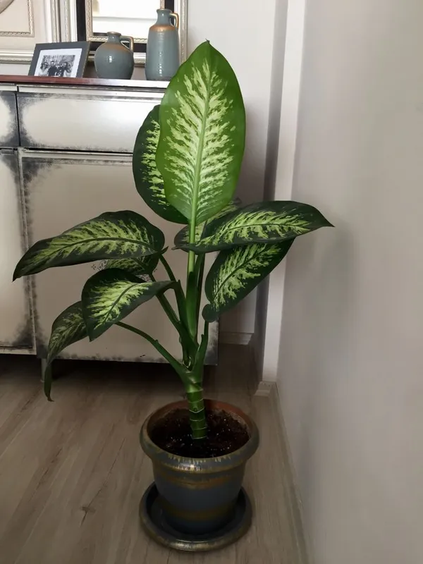 Dieffenbachia_Seguine_Indoor_Plant