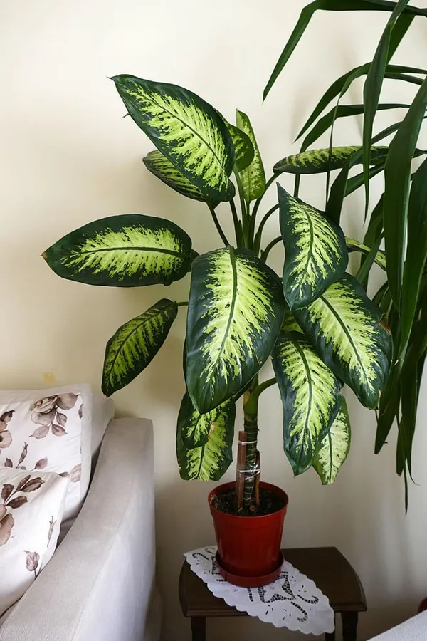 Dieffenbachia_Seguine_Indoor_Plant