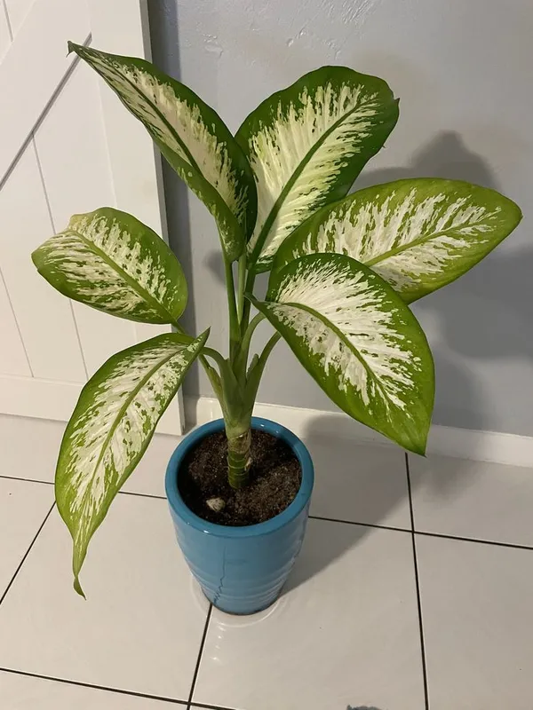 Dieffenbachia_Seguine_Indoor_Plant