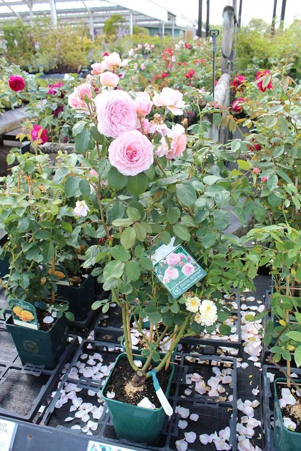 Double_Patel_Hybrid_Rose_Flower_Plant_&_Tree_(1.5-3.5_Ft_Height)_For_Home_Decor/Gardening_Well_Watered_Rose_Plant_(Pack_Of_1)