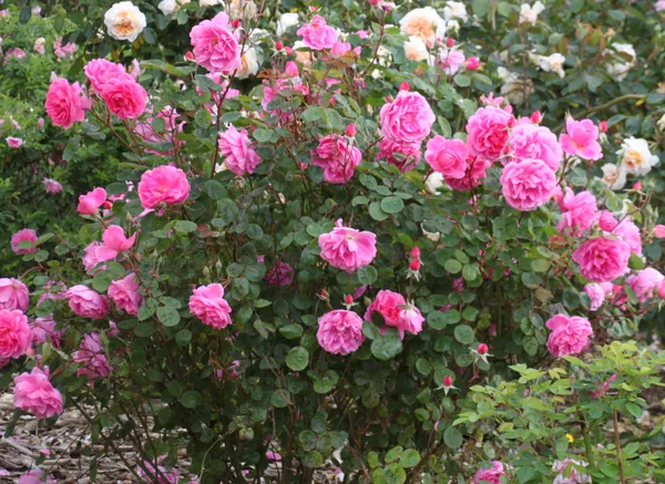 Double_Patel_Hybrid_Rose_Flower_Plant_&_Tree_(1.5-3.5_Ft_Height)_For_Home_Decor/Gardening_Well_Watered_Rose_Plant_(Pack_Of_1)