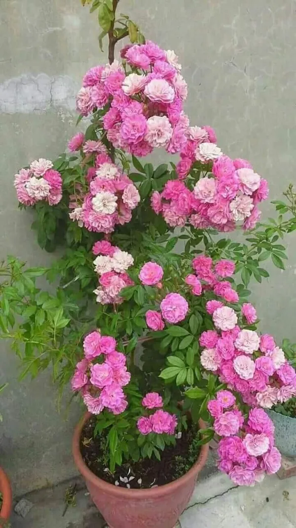 Double_Patel_Hybrid_Rose_Flower_Plant_&_Tree_(1.5-3.5_Ft_Height)_For_Home_Decor/Gardening_Well_Watered_Rose_Plant_(Pack_Of_1)