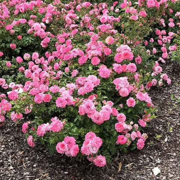 Double_Patel_Hybrid_Rose_Flower_Plant_&_Tree_(1.5-3.5_Ft_Height)_For_Home_Decor/Gardening_Well_Watered_Rose_Plant_(Pack_Of_1)