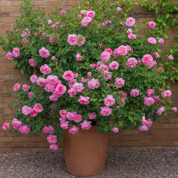 Double_Patel_Hybrid_Rose_Flower_Plant_&_Tree_(1.5-3.5_Ft_Height)_For_Home_Decor/Gardening_Well_Watered_Rose_Plant_(Pack_Of_1)