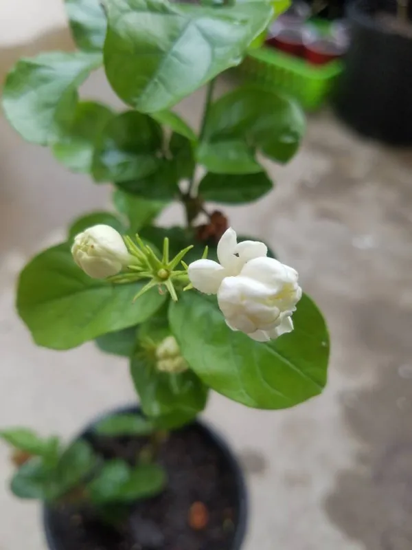 Double_Petal_Juiful/Jasmine_(with_a_amazing_fragrance)_Live_Flowering_Plant_&_Tree_For_Home_Garden_(1.5-3.5_Ft_Height)_Pack_Of_1