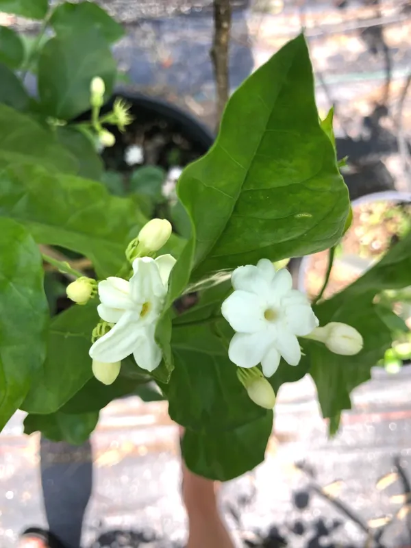 Double_Petal_Juiful/Jasmine_(with_a_amazing_fragrance)_Live_Flowering_Plant_&_Tree_For_Home_Garden_(1.5-3.5_Ft_Height)_Pack_Of_1